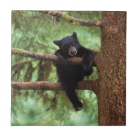 Schwarzbär, Ursus americanus, cub in einem Baum