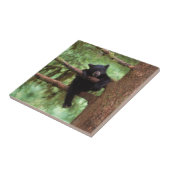 Schwarzbär, Ursus americanus, cub in einem Baum Fliese (Seite)