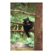 Schwarzbär, Ursus americanus, cub in einem Baum Fotodruck (Vorne)