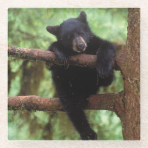 Schwarzbär, Ursus americanus, cub in einem Baum Glasuntersetzer