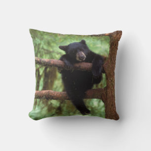 Schwarzbär, Ursus americanus, cub in einem Baum Kissen