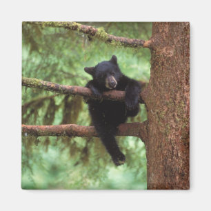 Schwarzbär, Ursus americanus, cub in einem Baum Magnet