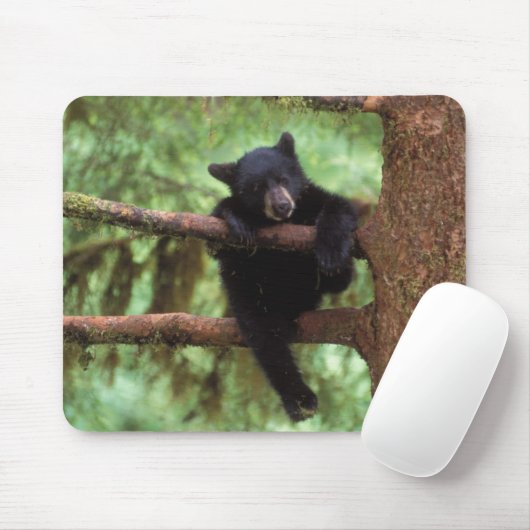 Schwarzbär, Ursus americanus, cub in einem Baum Mousepad (Mit Mouse)