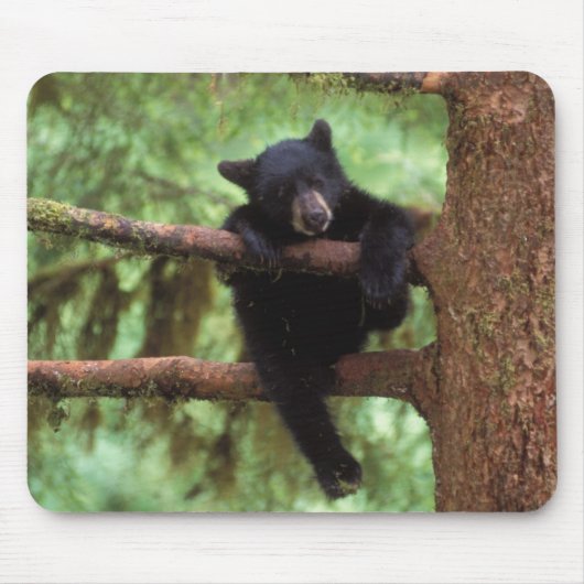 Schwarzbär, Ursus americanus, cub in einem Baum Mousepad (Vorne)