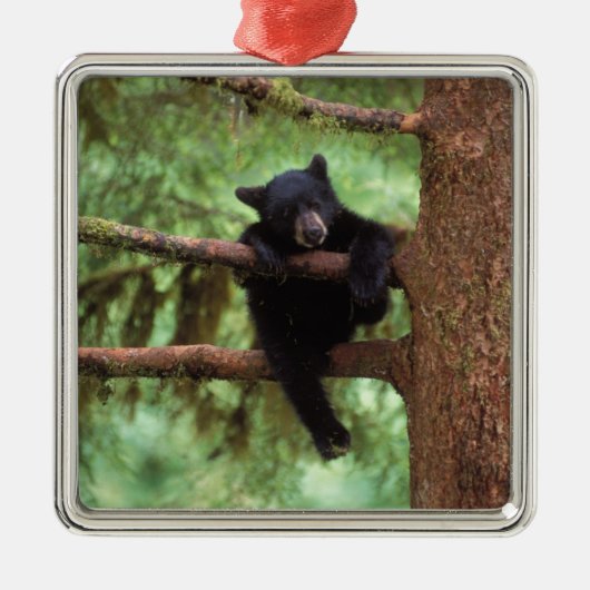 Schwarzbär, Ursus americanus, cub in einem Baum Ornament Aus Metall (Vorne)