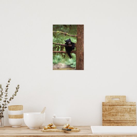 Schwarzbär, Ursus americanus, cub in einem Baum Poster (Küche)