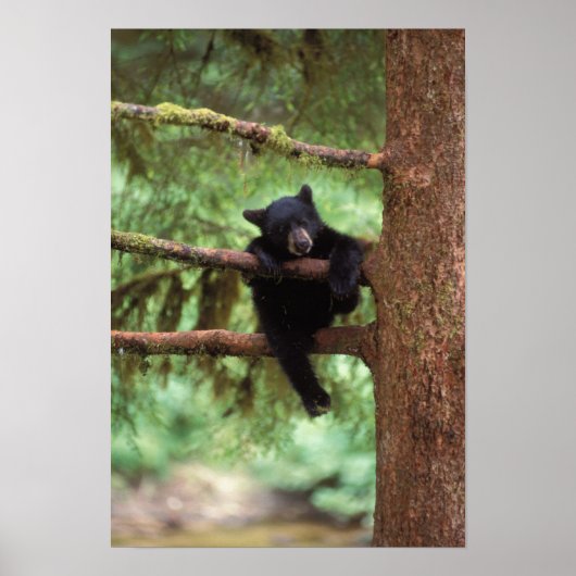 Schwarzbär, Ursus americanus, cub in einem Baum Poster (Vorne)