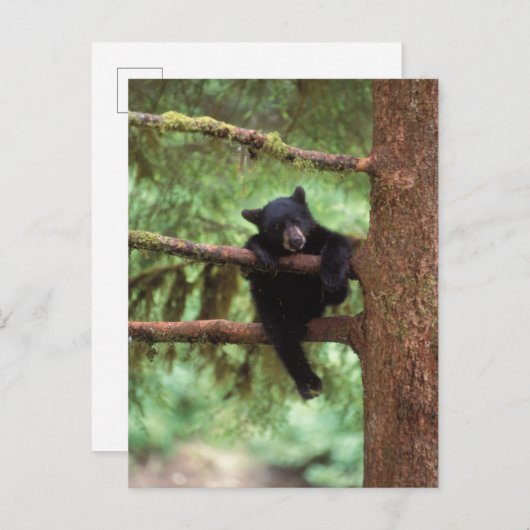Schwarzbär, Ursus americanus, cub in einem Baum Postkarte (Vorne/Hinten)