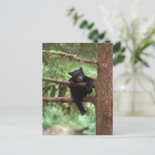 Schwarzbär, Ursus americanus, cub in einem Baum Postkarte (Stehend Vorderseite)