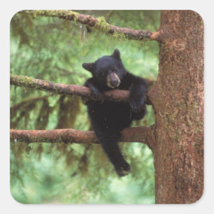 Schwarzbär, Ursus americanus, cub in einem Baum Quadratischer Aufkleber