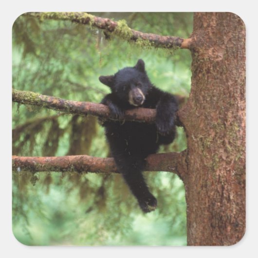Schwarzbär, Ursus americanus, cub in einem Baum Quadratischer Aufkleber (Vorderseite)