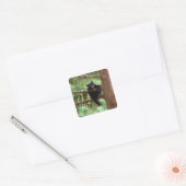 Schwarzbär, Ursus americanus, cub in einem Baum Quadratischer Aufkleber (Umschlag)