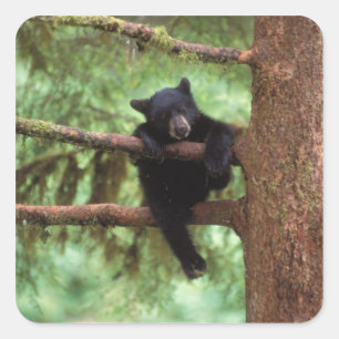 Schwarzbär, Ursus americanus, cub in einem Baum Quadratischer Aufkleber