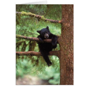 Schwarzbär, Ursus americanus, Jungtier in einem Ba