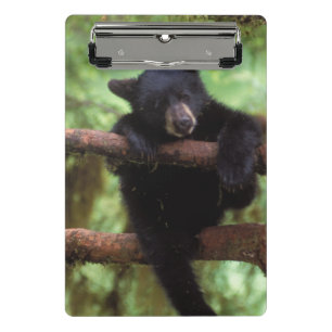 Schwarzbär, Ursus americanus, Jungtier in einem Ba Mini Klemmbrett