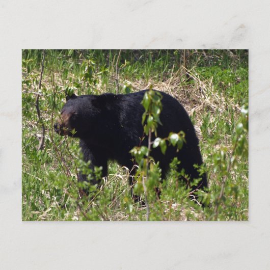 Schwarzbär-Wildlife-Postkarte Postkarte (Vorderseite)