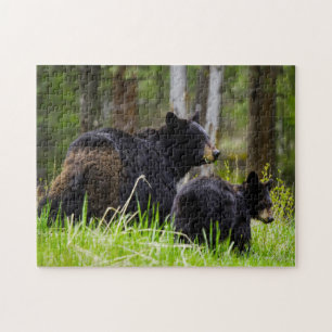 Schwarzbären Amerikas. Puzzle