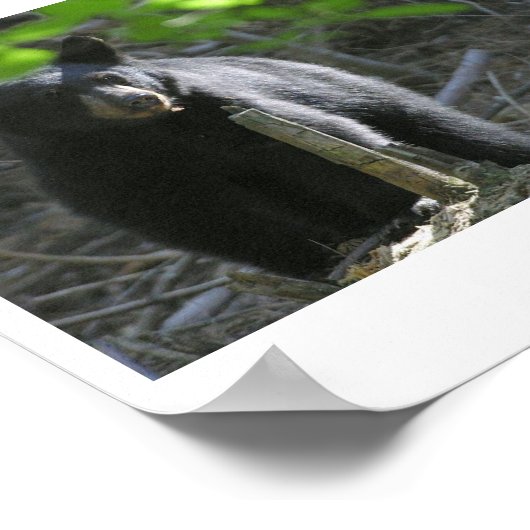 Schwarzbären Poster (Ecke)