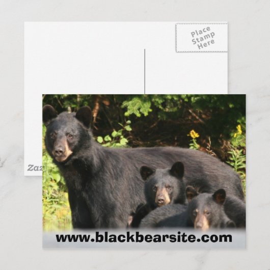 Schwarzbären Postkarte (Vorne/Hinten)