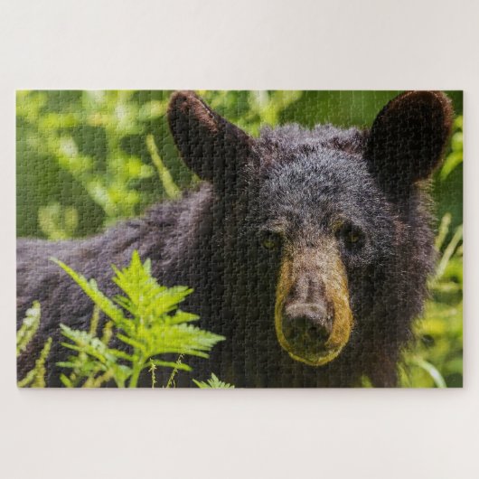 Schwarzbären. Puzzle (Horizontal)