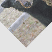 Schwarzbärenbaum-Foto Seidenpapier (Ausschnitt)