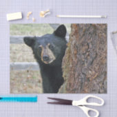 Schwarzbärenbaum-Foto Seidenpapier (Handwerk)