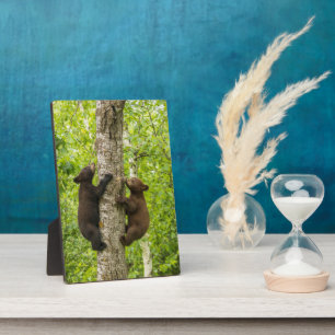 Schwarzbärenjunge klettern auf einen Baum Fotoplatte