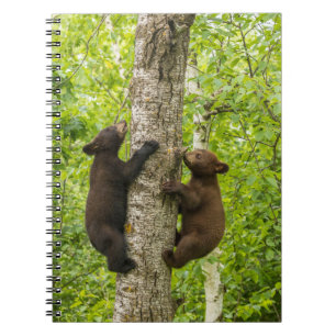Schwarzbärenjunge klettern auf einen Baum Notizblock