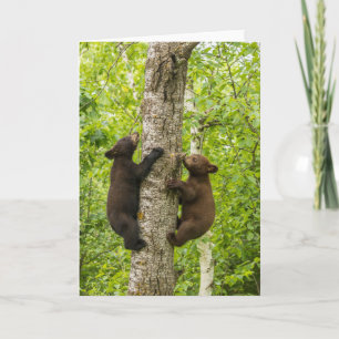 Schwarzbärenjunge klettern Baum Karte