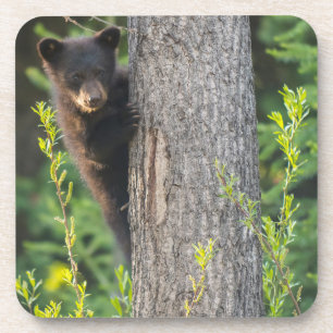 Schwarzbärenkuppe im Springtime Getränkeuntersetzer