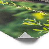 Schwarzbärenkuppe im Springtime Poster (Ecke)