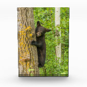 Schwarzbärenkuppe | Minnesota Fotoblock (Vorderseite)