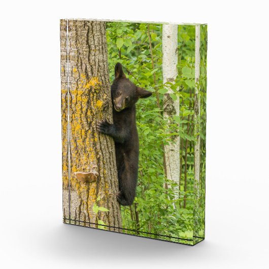 Schwarzbärenkuppe | Minnesota Fotoblock (Rechts)