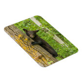 Schwarzbärenkuppe | Minnesota Magnet (Rechte Seite)