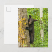 Schwarzbärenkuppe | Minnesota Postkarte (Vorne/Hinten)