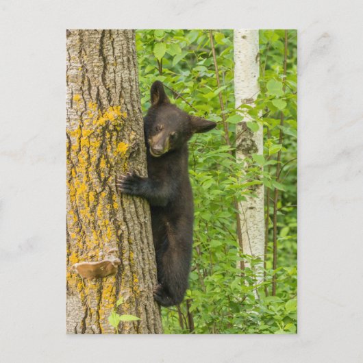 Schwarzbärenkuppe | Minnesota Postkarte (Vorderseite)