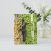 Schwarzbärenkuppe | Minnesota Postkarte (Stehend Vorderseite)