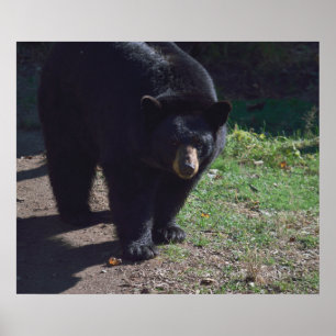 Schwarzbärenposter Poster