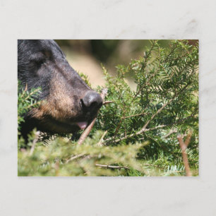 Schwarzbärenpostkarte Postkarte