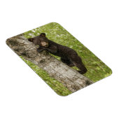 Schwarzbärjunges im Baum Magnet (Rechte Seite)