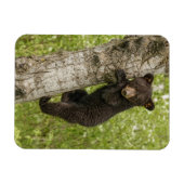 Schwarzbärjunges im Baum Magnet (Horizontal)