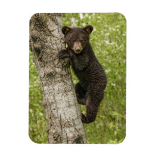 Schwarzbärjunges im Baum Magnet