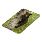 Schwarzbärjunges im Baum Magnet (Linke Seite)