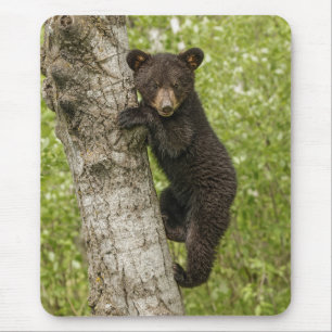 Schwarzbärjunges im Baum Mousepad