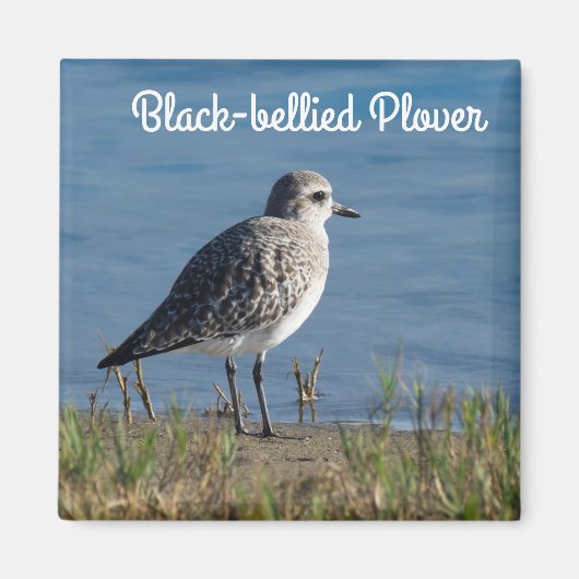 Schwarzbauchpfeifer Magnet (Vorne)