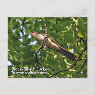 Schwarzbillige Kuckuck-Postkarte Postkarte