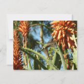 Schwarzbraun-Hummingvogel im Flug (Vorderseite)