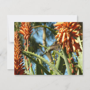 Schwarzbraun-Hummingvogel im Flug