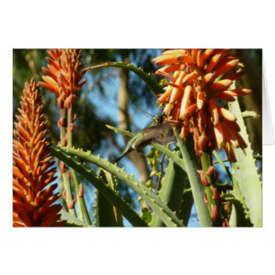 Schwarzbraun-Hummingvogel im Flug