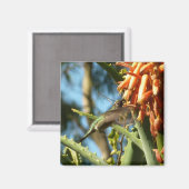 Schwarzbraun-Hummingvogel im Flug Magnet (Vorderseite/Rückseite)